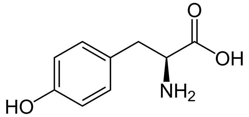 N-Acetyl L-Tyrosine vs L-Tyrosine: Is one REALLY better?