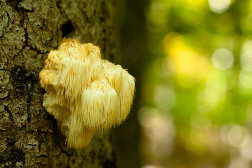 Lion's Mane Dosage: How Much Should You Take?